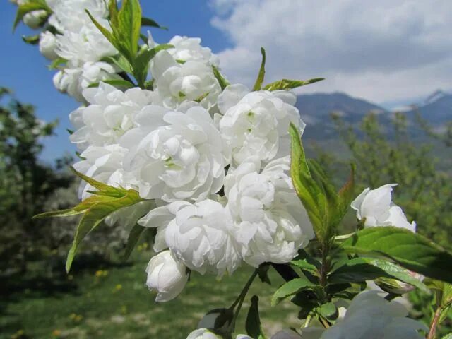 Махровая вишня фото Magnolia Fairy Cream - UNIKAT, ZIMOZIELONA - Magnolia Fairy Cream Magnolia, Gard