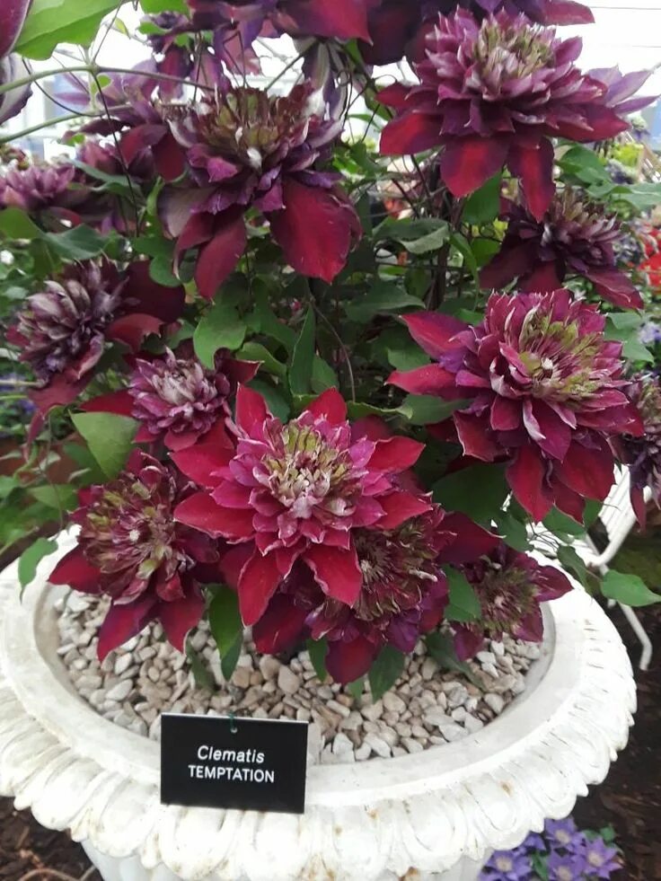 Махровые клематисы фото и название Why The Chelsea Flower Show Should Be On Your Bucket List - Feathering My Empty 