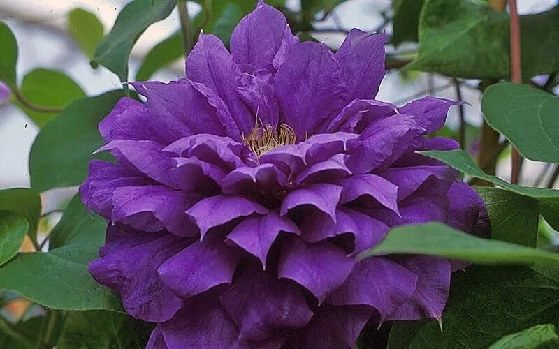Махровые клематисы фото и название Franziska Maria Clematis - 1 Gallon - Trellis - Clematis - All - Buy Plants Onli