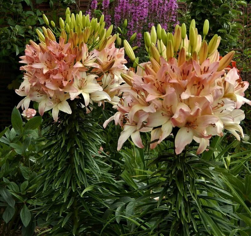 Махровые лилии сорта с фото Купить Лилия Marlene - Лилия - GardenPlants