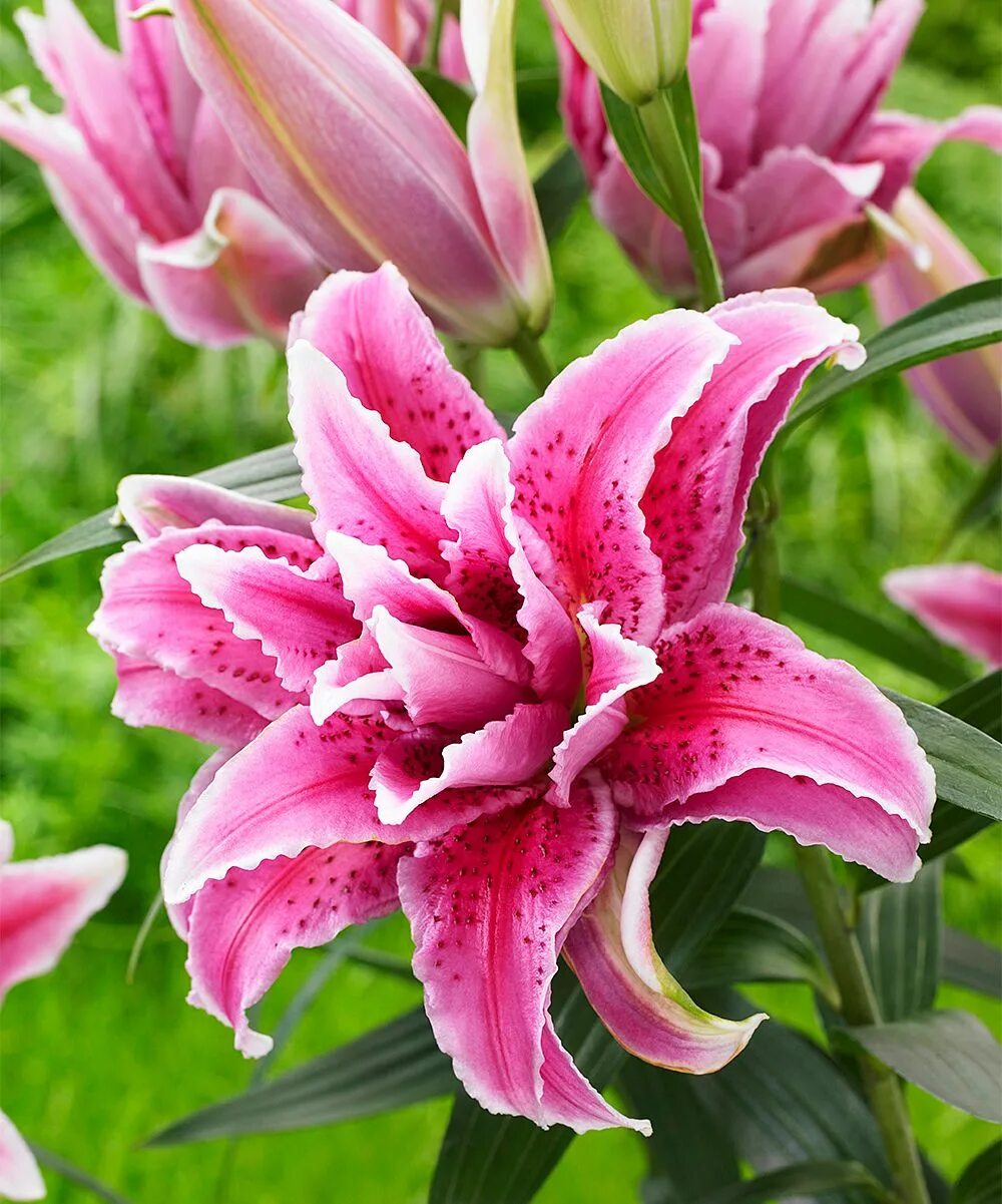 Махровые лилии сорта с фото Michigan Bulb Company Double Stargazer Lily Bulb - Set of Three Lily bulbs, Star