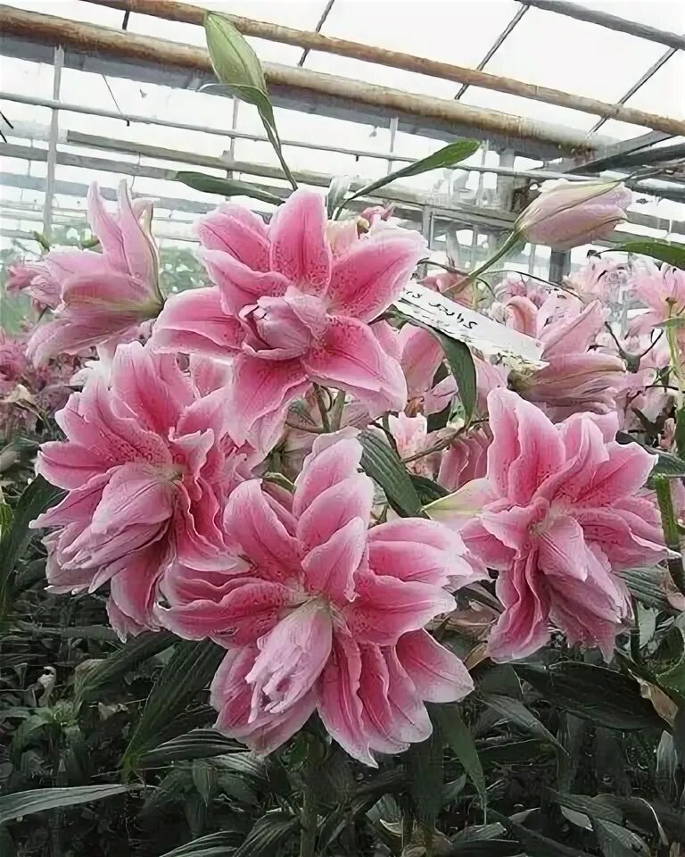 Махровые лилии сорта с фото Сад и огород: дачные советы и секреты - Разное OK.RU Цветение, Выращивание цвето