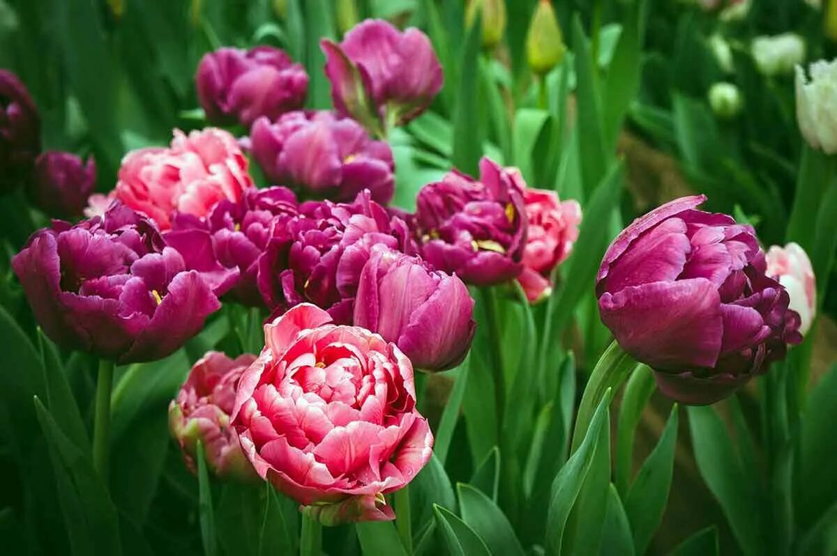 Махровые тюльпаны фото Тюльпан махровый розовый и фиолетовый, 12 шт. ✳ купить по цене 498 ₽/шт. в Росто