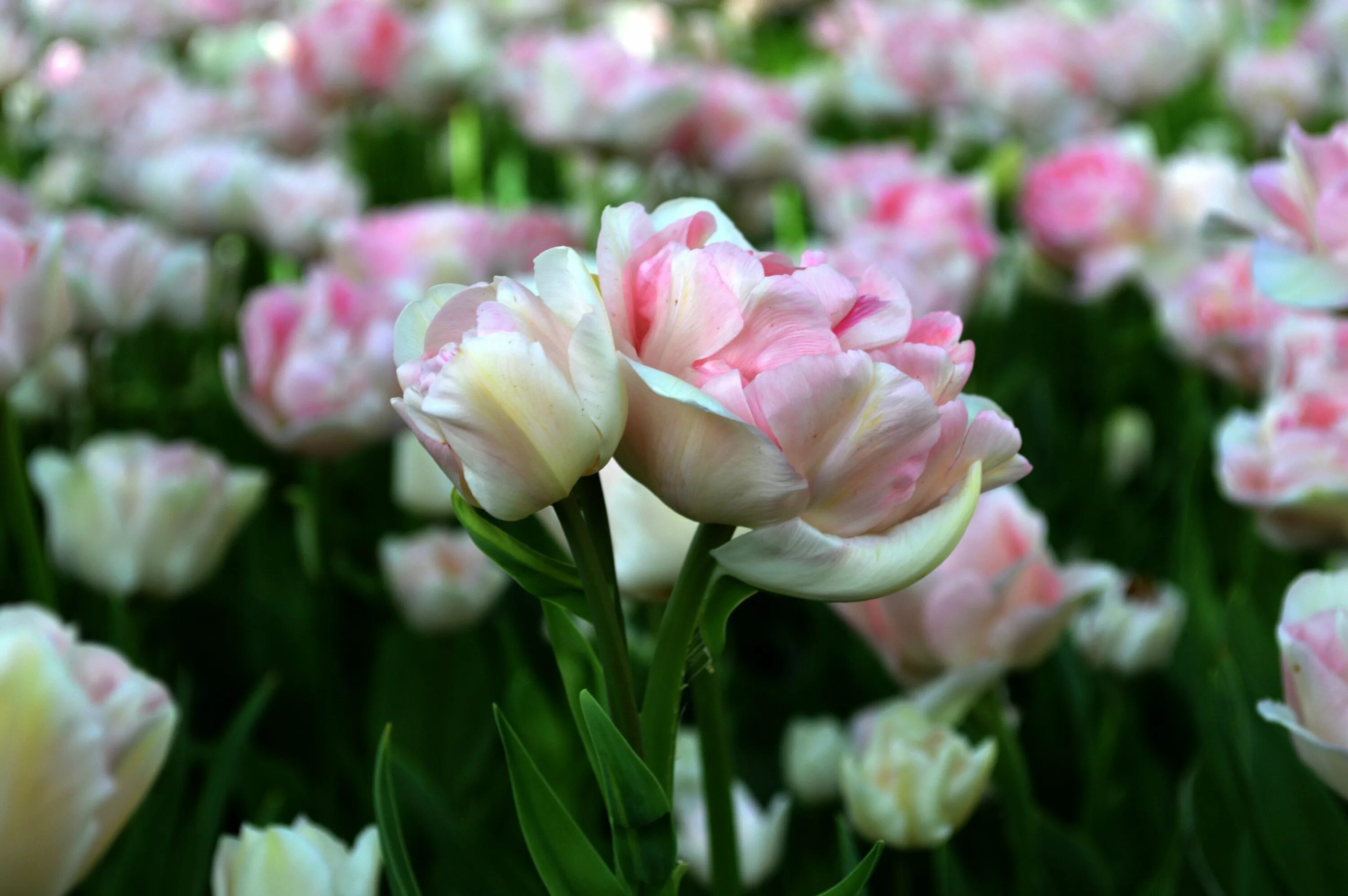 Махровые тюльпаны фото Tulip Angelique DutchGrown ® Bulb flowers, Tulips, Tulips for sale