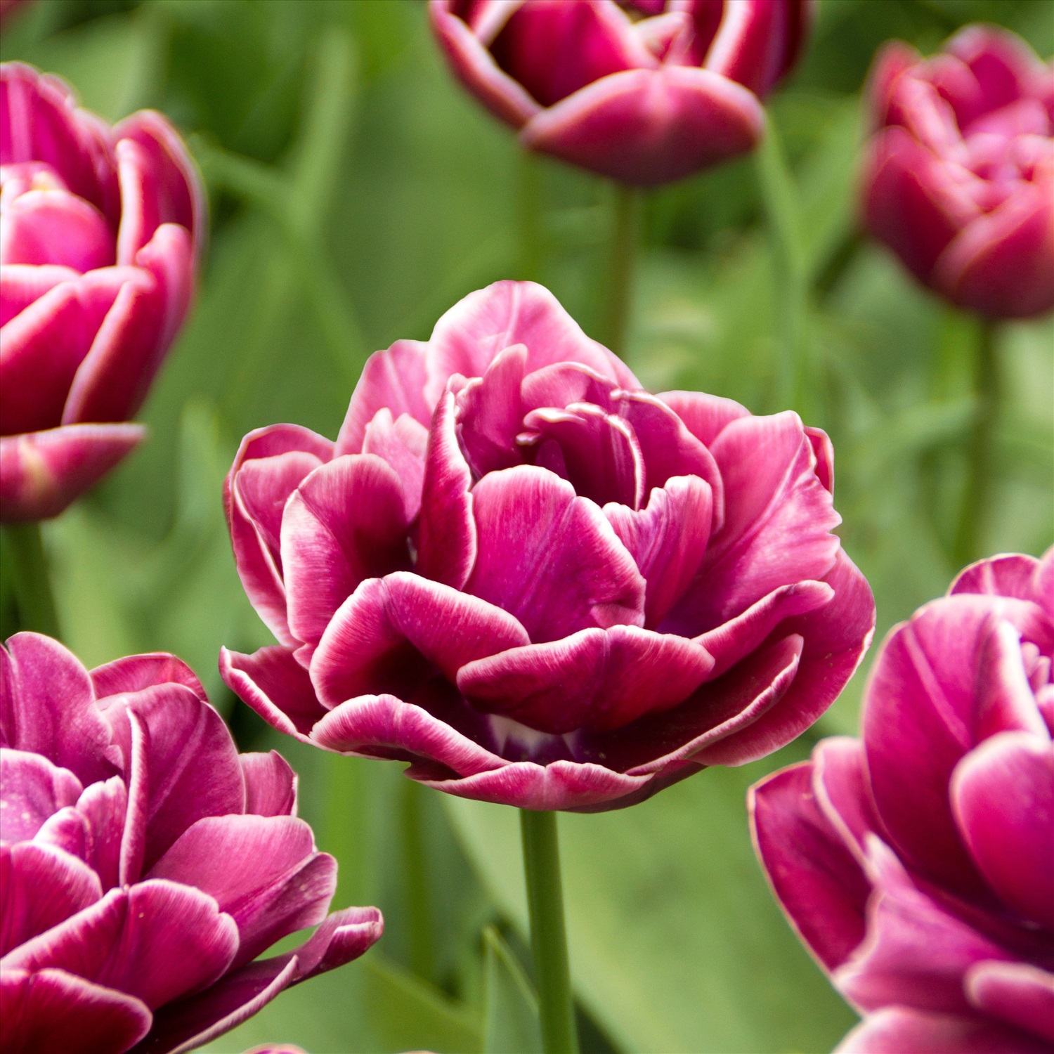 Махровые тюльпаны фото Тюльпан Tulipa Emblazon купить, отзывы, фото, доставка - СПКубани Совместные пок