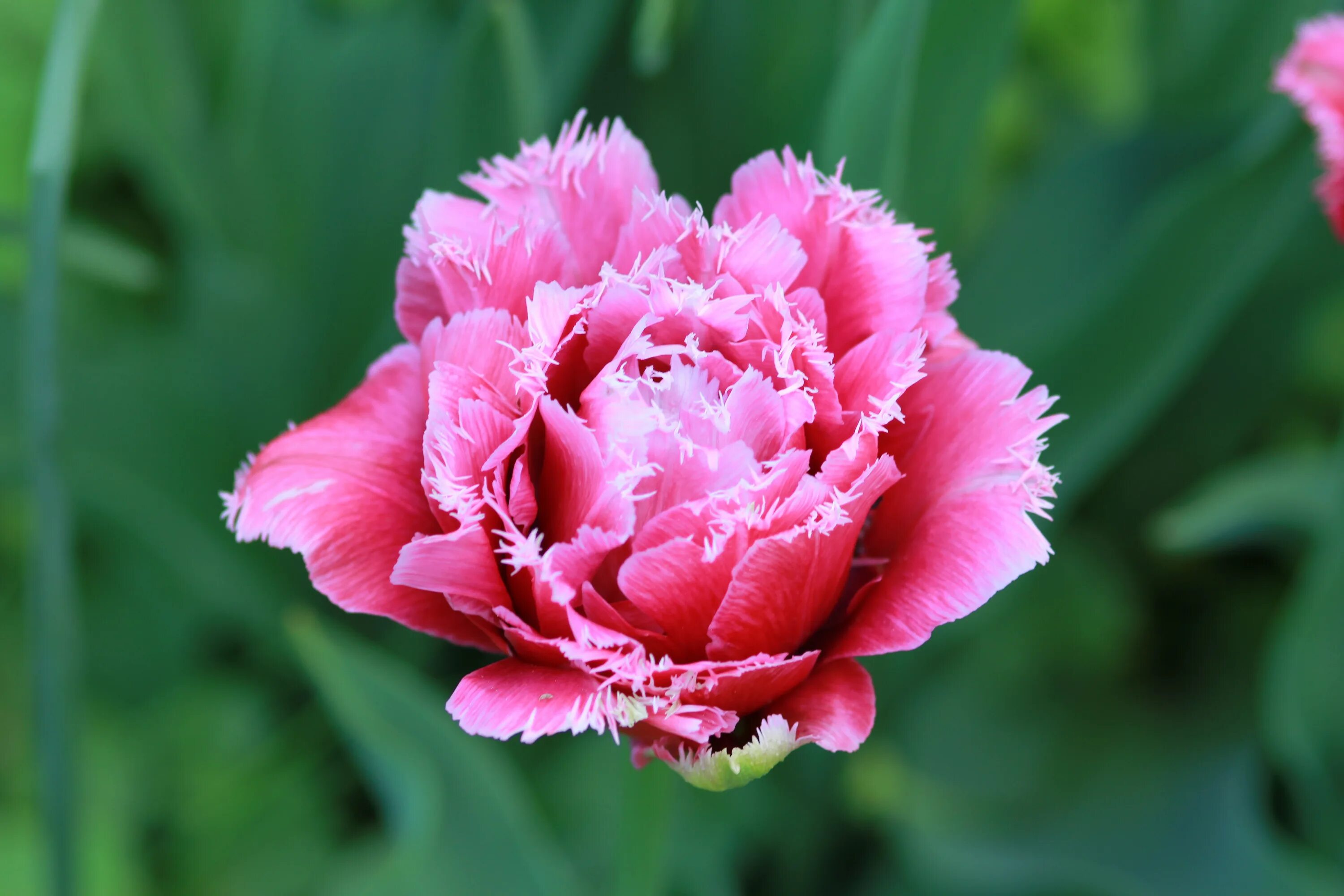 Махровые тюльпаны фото Tulip Double Dutch The free image download