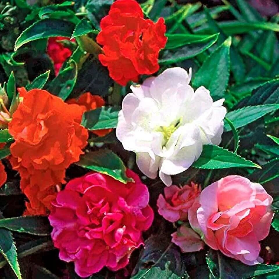 Махровый бальзамин фото на клумбе Amazon.com: Plants, Seeds & Bulbs - Balsam / Plants, Seeds & Bulbs / Gardening &