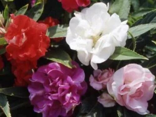 Махровый бальзамин фото на клумбе IMPATIENS TOM THUMB MIX FLOWER SEEDS FREE SHIPPING 25 FRESH SEEDS IMPATIENCE eBa