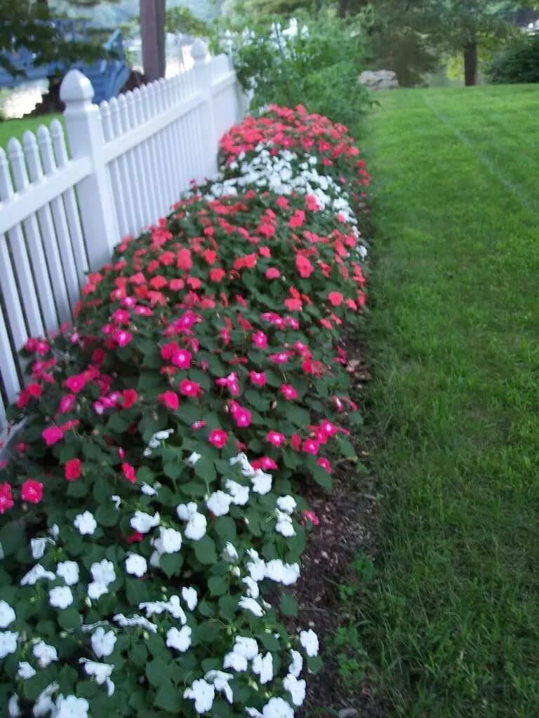 Махровый бальзамин фото на клумбе How to Save Seed from your Impatiens - Annuals Gardening Tips
