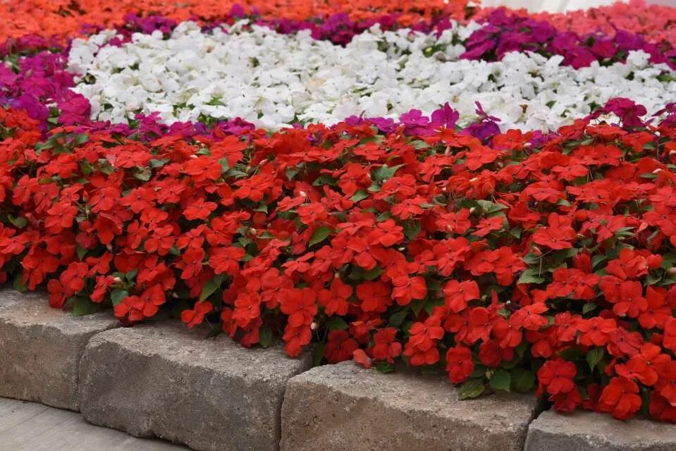 Махровый бальзамин фото на клумбе Three Floral Organizations Helping Those in Need - Greenhouse Grower