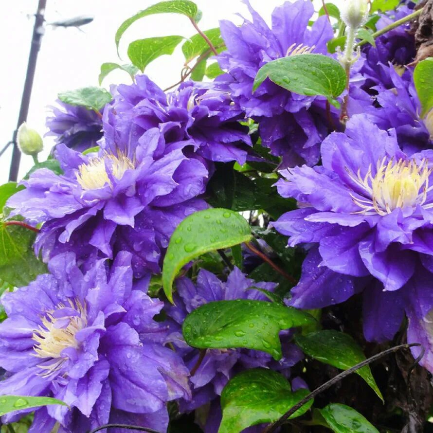 Махровый клематис фото и описание Купить Клематис Beauty of Worcester - Клематис - GardenPlants