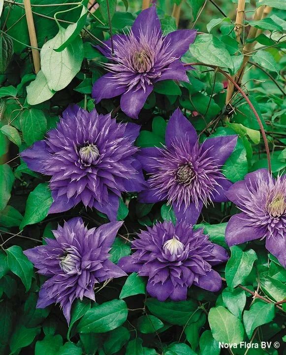 Махровый клематис фото и описание Купить клематис мультиблю (clematis multi blue), 1 шт по цене 116 руб. в интерне