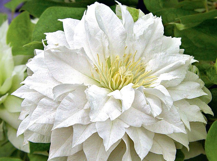 Махровый клематис фото и описание Clematis 'Arctic Queen' - Beautiful Flowers for Your Garden