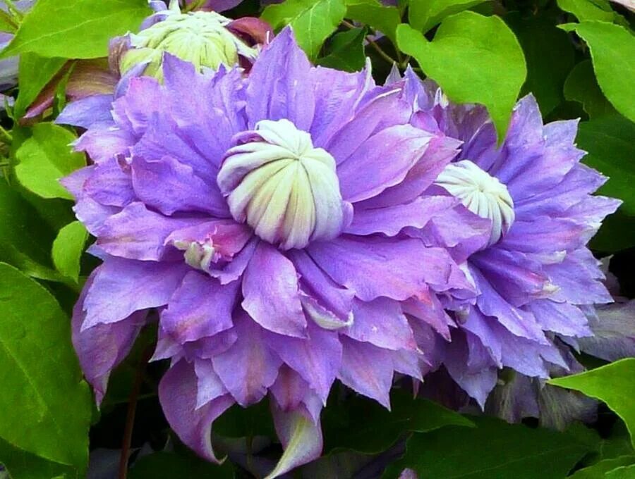 Махровый клематис фото и описание Plamének 'Diamantina' - Clematis 'Diamantina' Zahradnictví FLOS