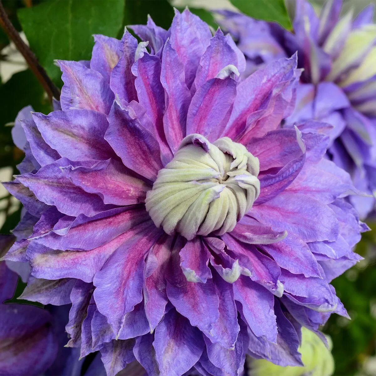 Махровый клематис фото и описание Clematis Diamantina Regal ® #2 Clematis, Pandan, Fruit