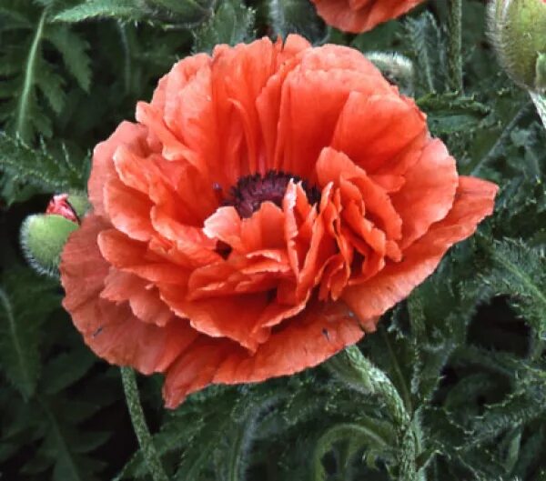 Мак декоративный фото Мак восточный"Салмон Глоу"Papaver orientalis"Salmon Glow"