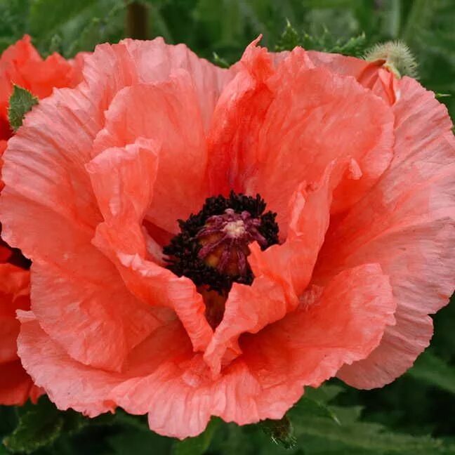 Мак декоративный фото Papaver 'Double Pleasure' Planting flowers, Plants, Deer resistant plants