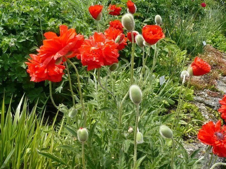 Мак декоративный фото Double Oriental Poppy - Papaver orientale -CC by 3.0 Usien Papaver, Poppies