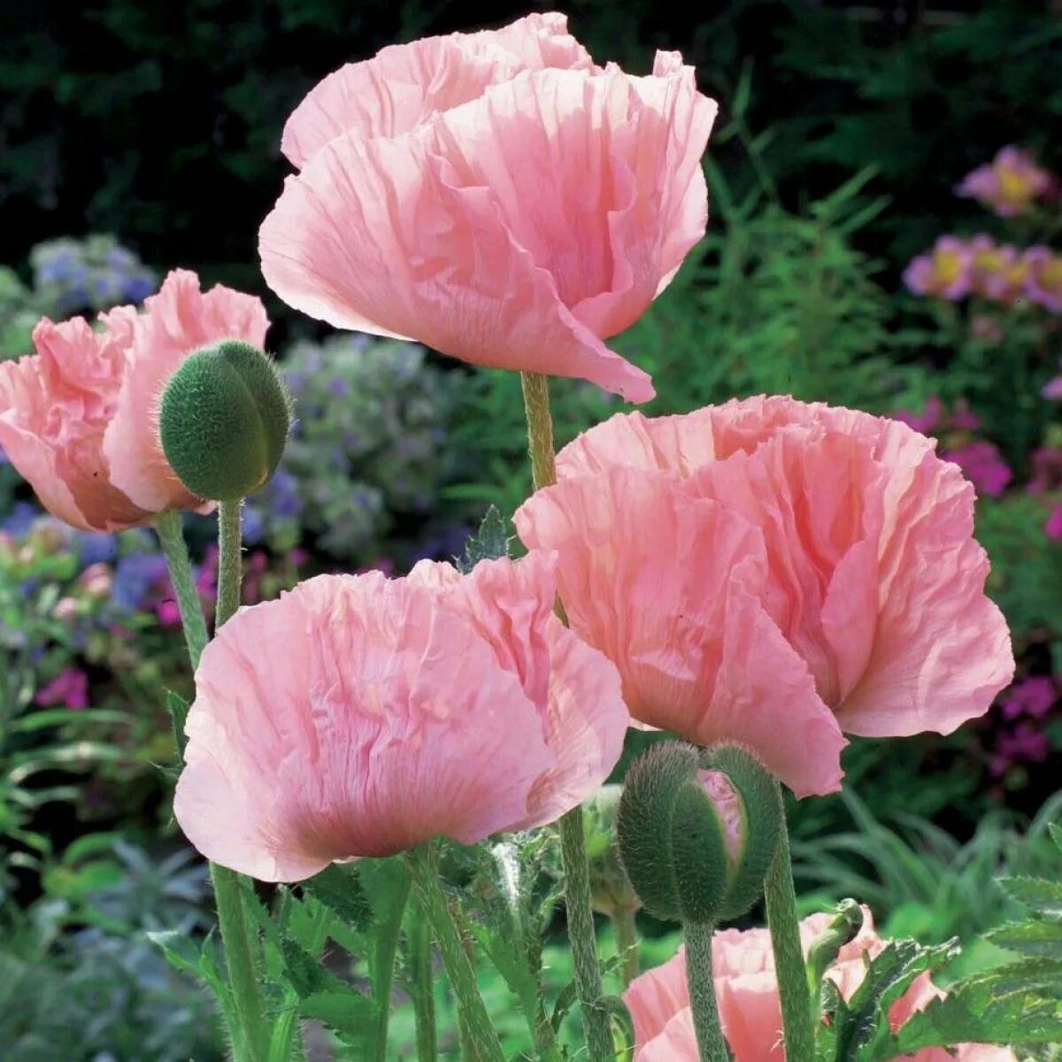 Мак декоративный фото и описание Pavot d'Orient Helen Elisabeth - Papaver orientale Plant aesthetic, Flower garde
