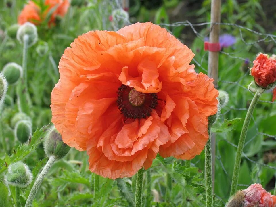 Мак декоративный фото и описание Free Image on Pixabay - Poppy, Flower, Nature, Spring Poppies, Poppy flower, Flo