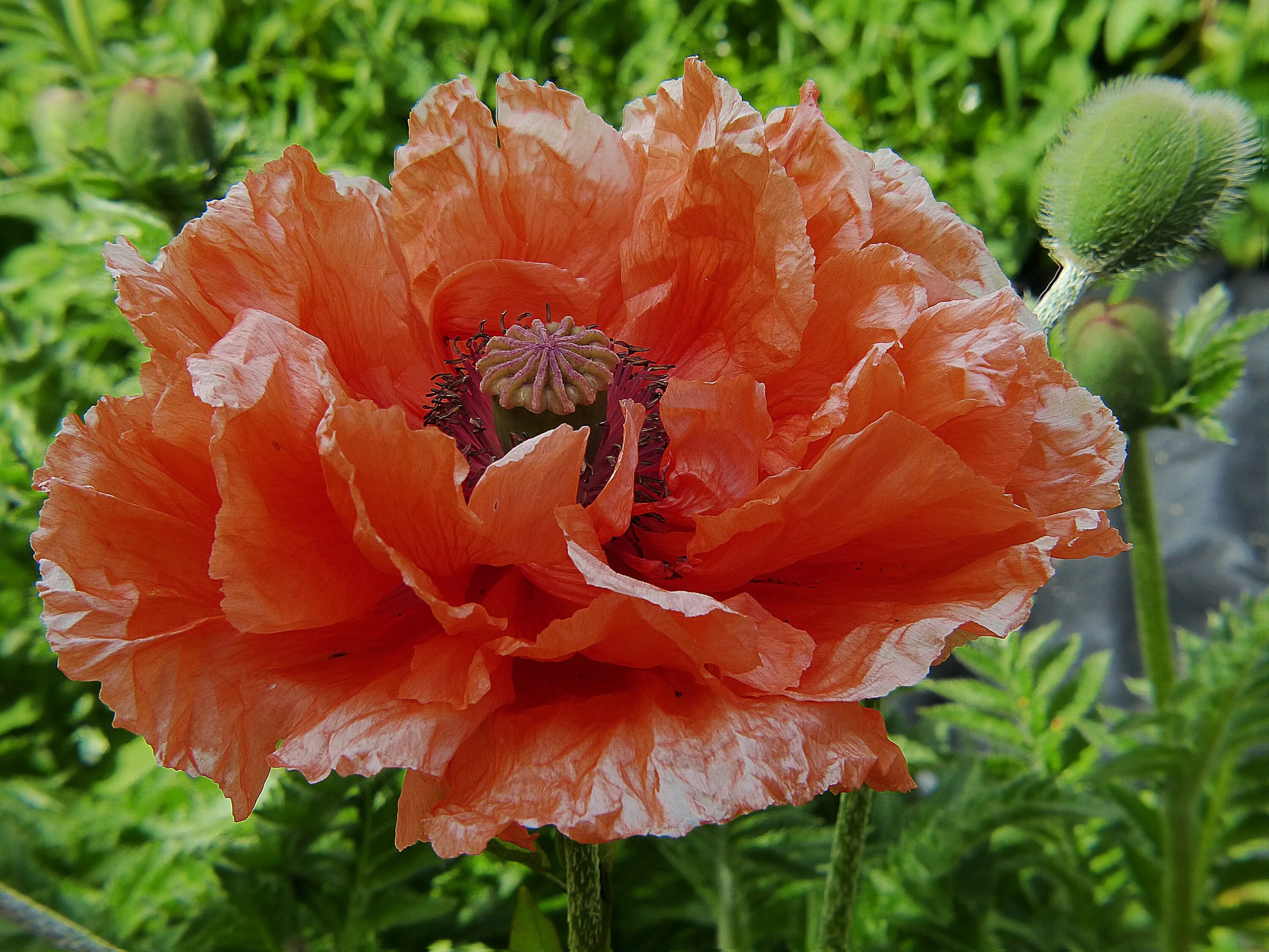 Мак декоративный фото и описание Free Images : petal, red, flora, poppy flower, carnation, coquelicot, flowering 