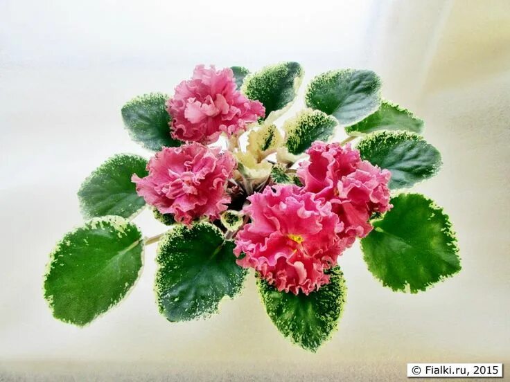 Мак фиалка фото Chic Poppy (seedling K.Moreva) Африканская фиалка, Маки, Цветение