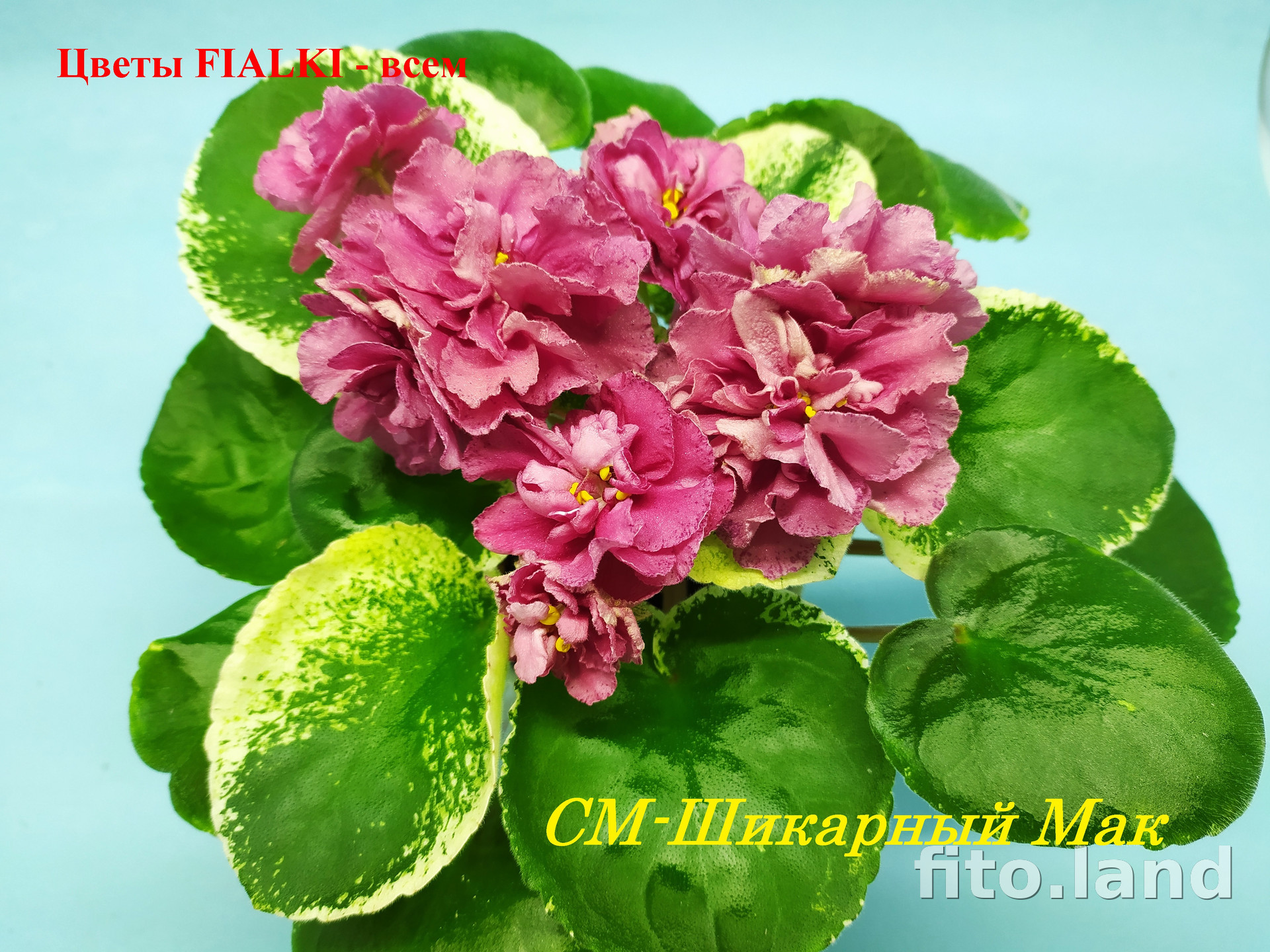 Мак фиалка фото См шикарный мак фиалка фото и описание сорта - Картины мира