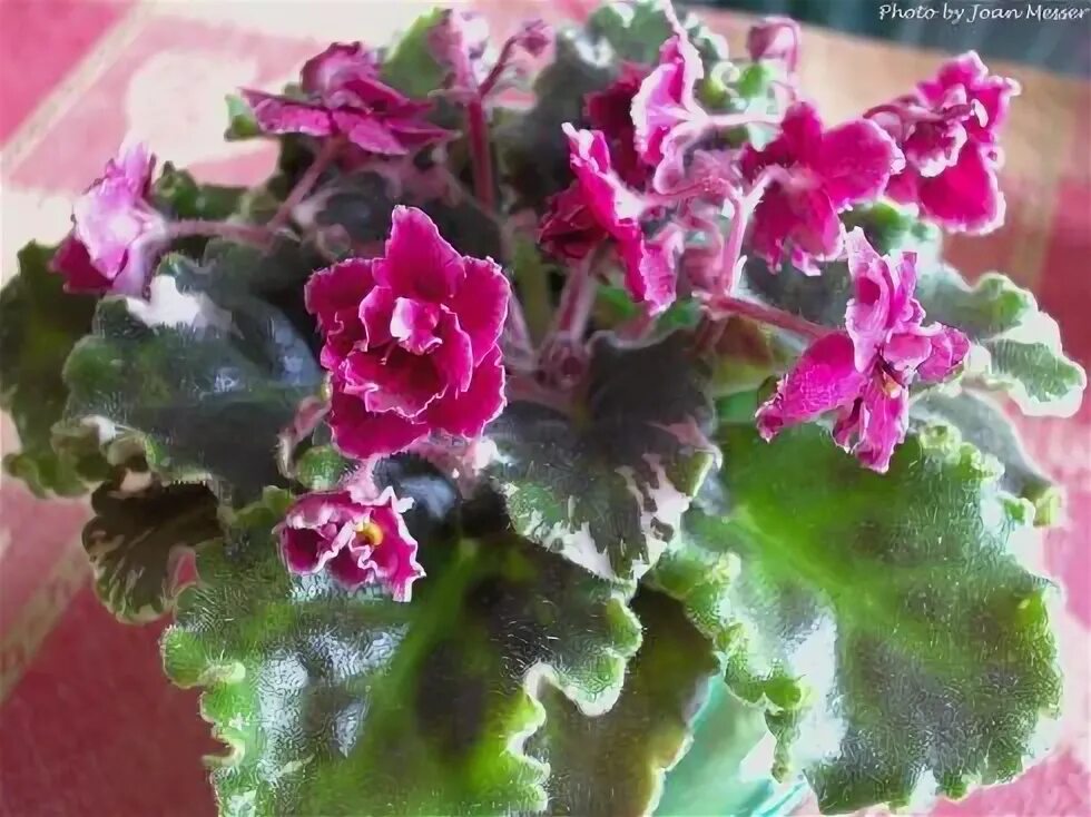 Мак фиалка фото M - African Violet Society of America African violets, African violets plants, V