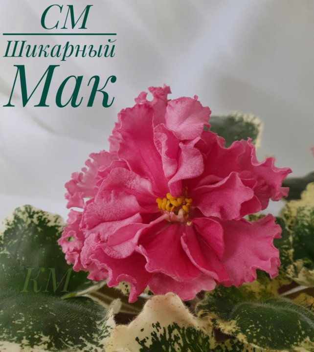 Мак фиалка фото Неактивно