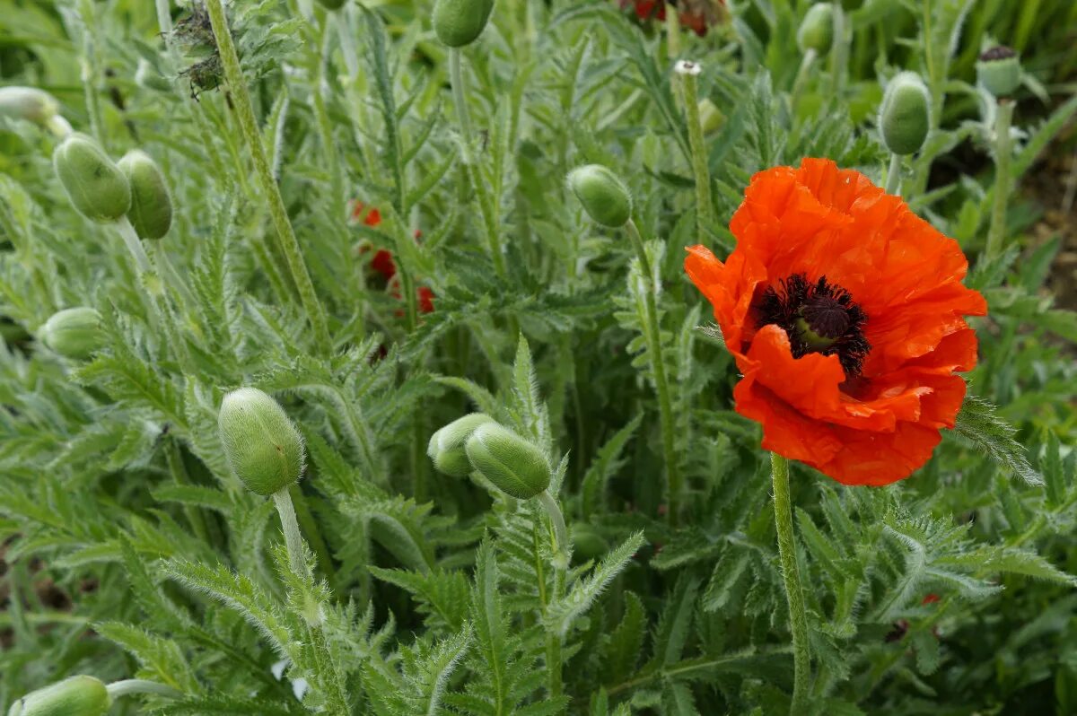 Мак фото листьев Free Images : blossom, light, field, meadow, flower, bloom, summer, red, herb, f