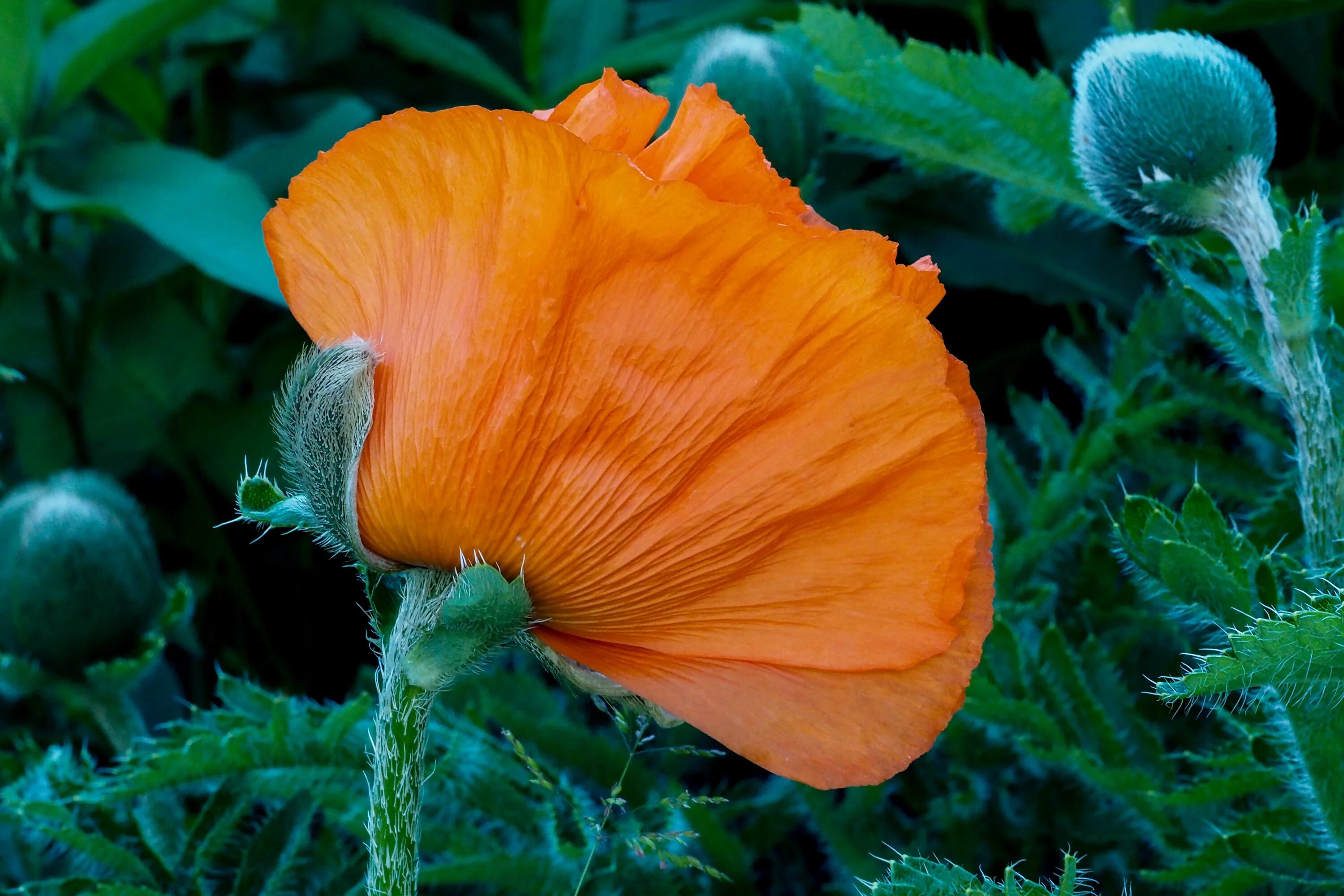 Мак фото листьев Free Images : nature, blossom, leaf, flower, petal, bloom, green, red, botany, f