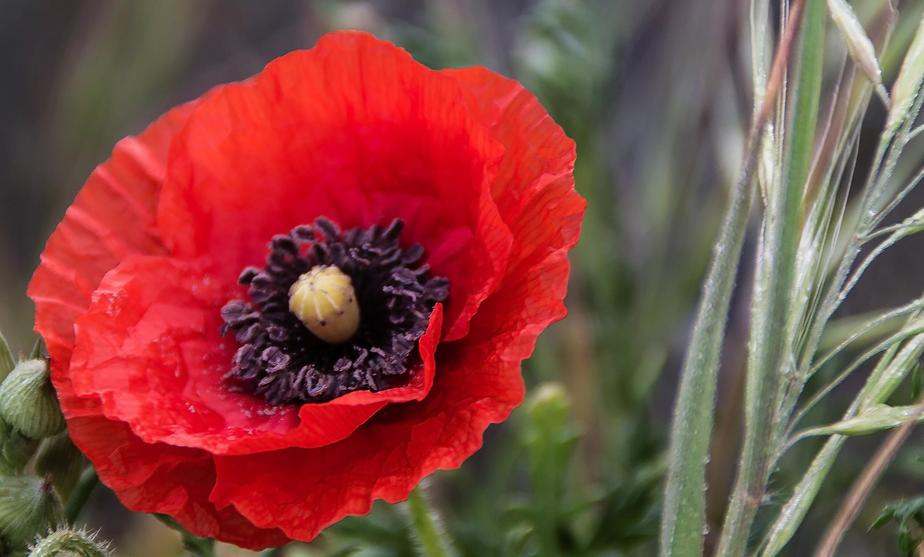 Мак фото листьев Free Images : flower, petal, red, botany, flora, wildflower, coquelicot, macro p