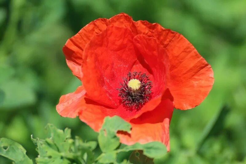 Мак фото листьев Мак Papaver Eye Catcher: Взгляд Задерживается Естественные пейзажи Фотогалерея п
