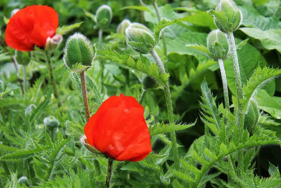 Мак фото листьев HD wallpaper: Poppy, Flower, Nature, Red, Summer, plant, floral, bloom, blossom 