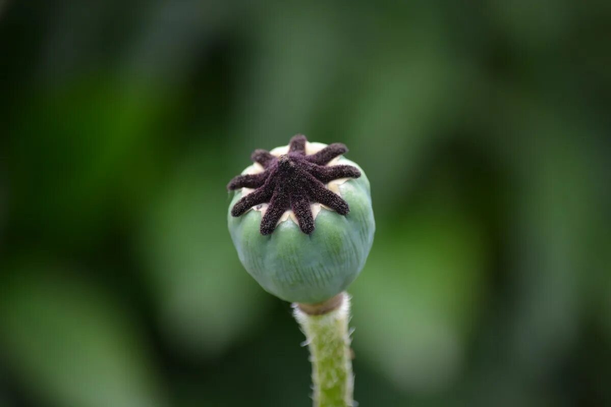 Мак фото листьев Free Images : nature, blossom, field, leaf, flower, petal, wild, green, botany, 
