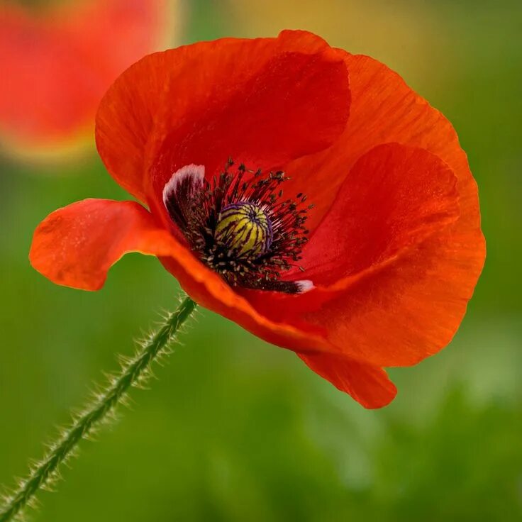 Мак фото листьев Australia, Flower Poppy Mildura Red Nature Outback Au #australia, #flower, #popp