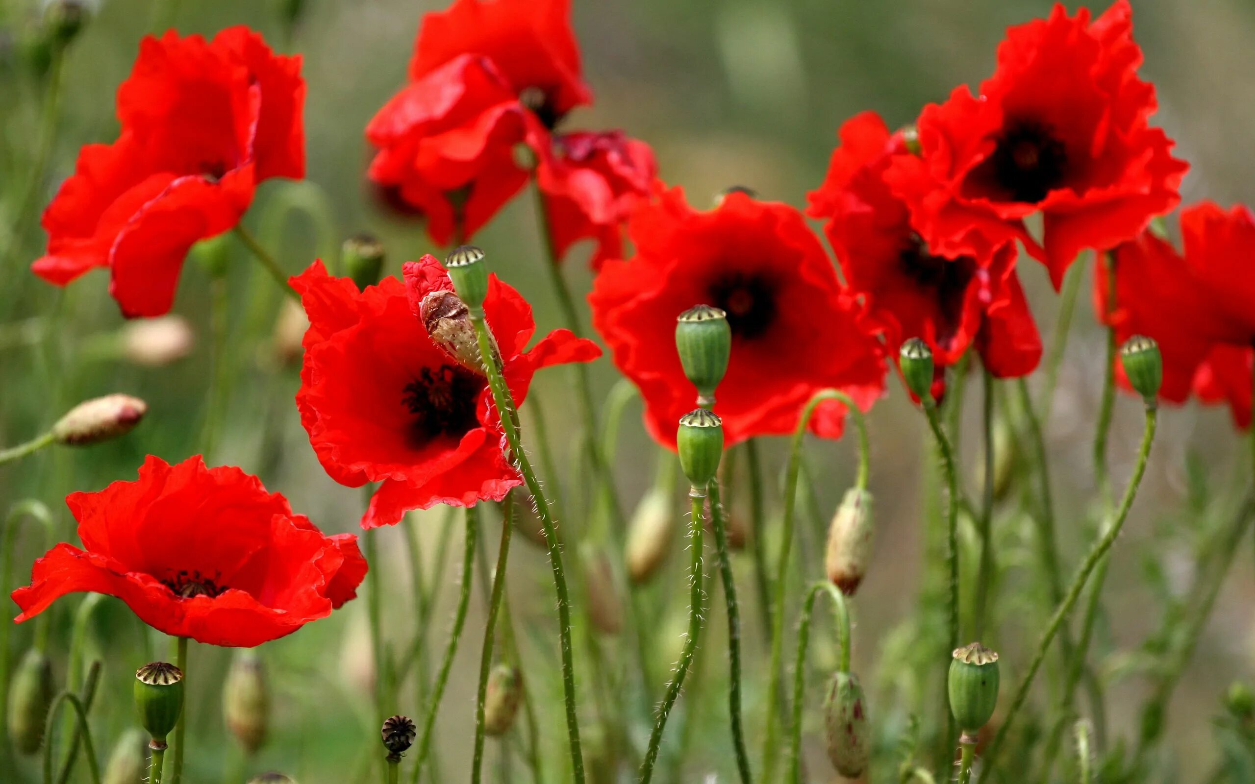 Мак фото цветов Resultado de imagem para цветы на рабочий стол Poppy flower, Unusual flowers, Fl