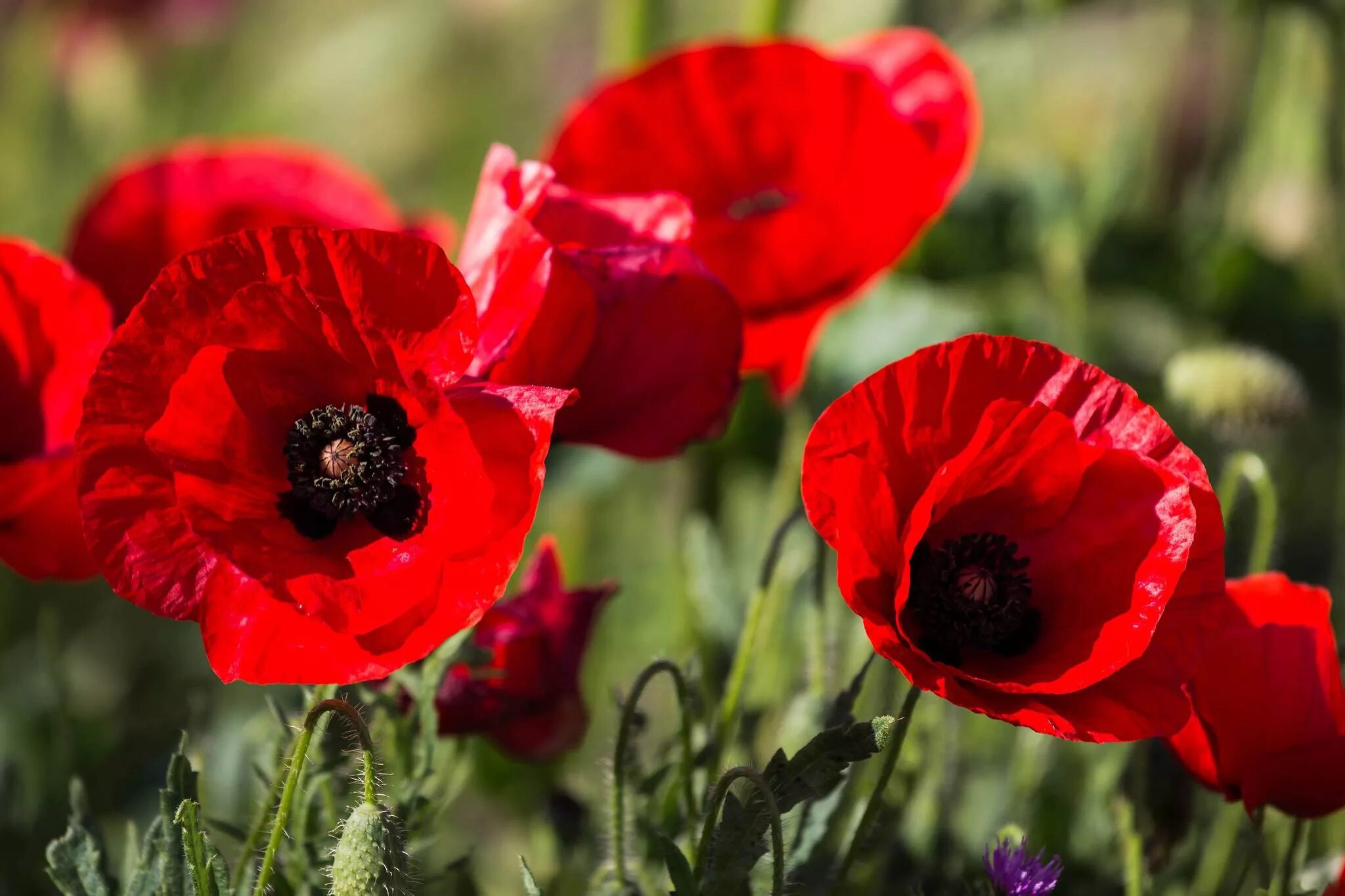 Мак фото цветов Купить семена Мак Papaver Cardinal в Москве: доставка семян по России и СНГ - ин