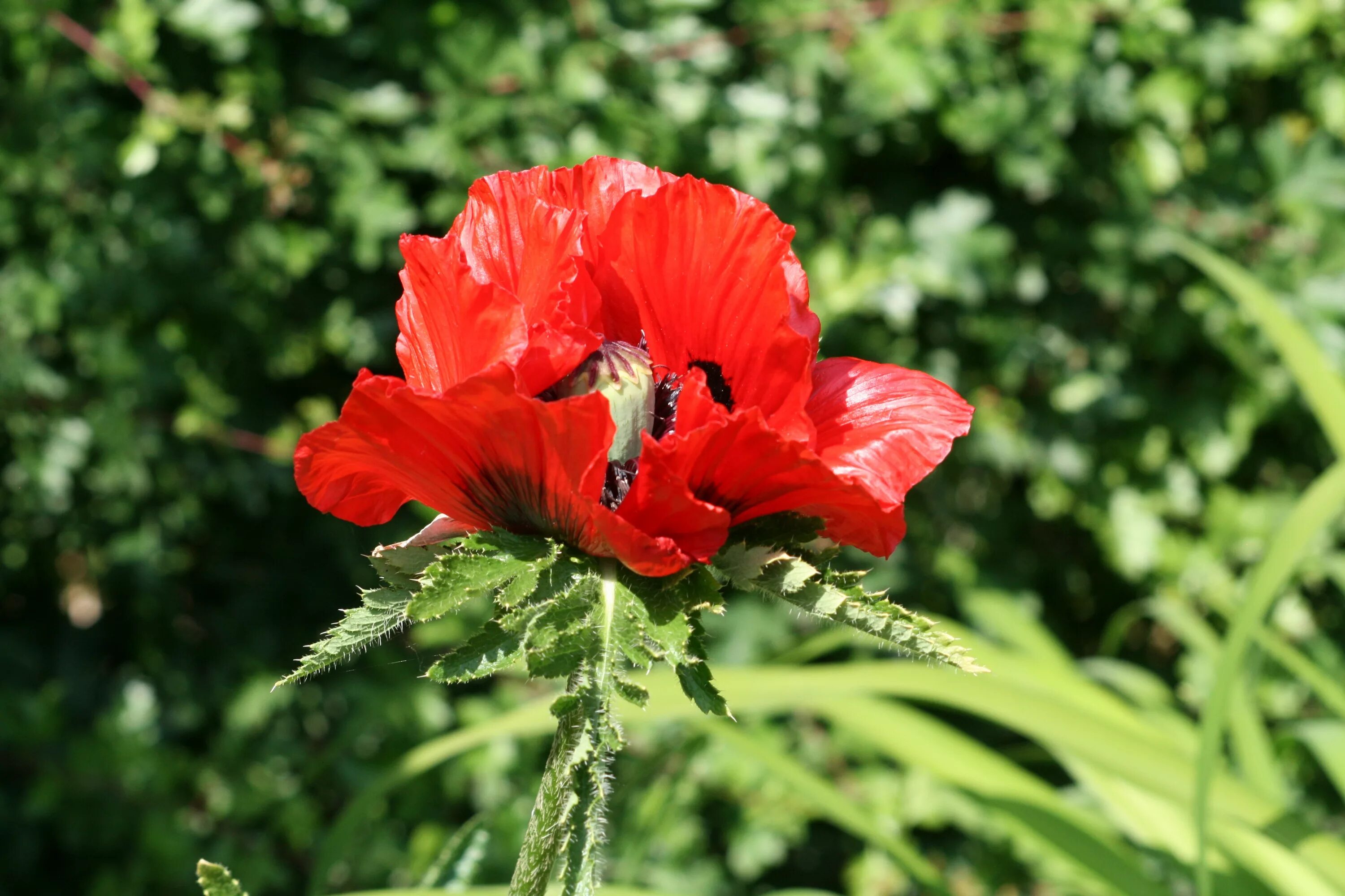 Мак фото цветов Free Images : nature, petal, flora, wildflower, flowers, red flower, poppy flowe