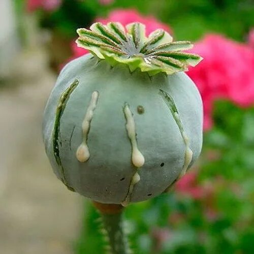 Мак коробочка с семенами фото Stream Opioids by ThorN Listen online for free on SoundCloud