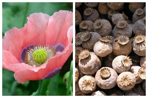 Мак коробочка с семенами фото 1000 МАК ГИГАНТ Papaver Giganteum Розовый и Etsy