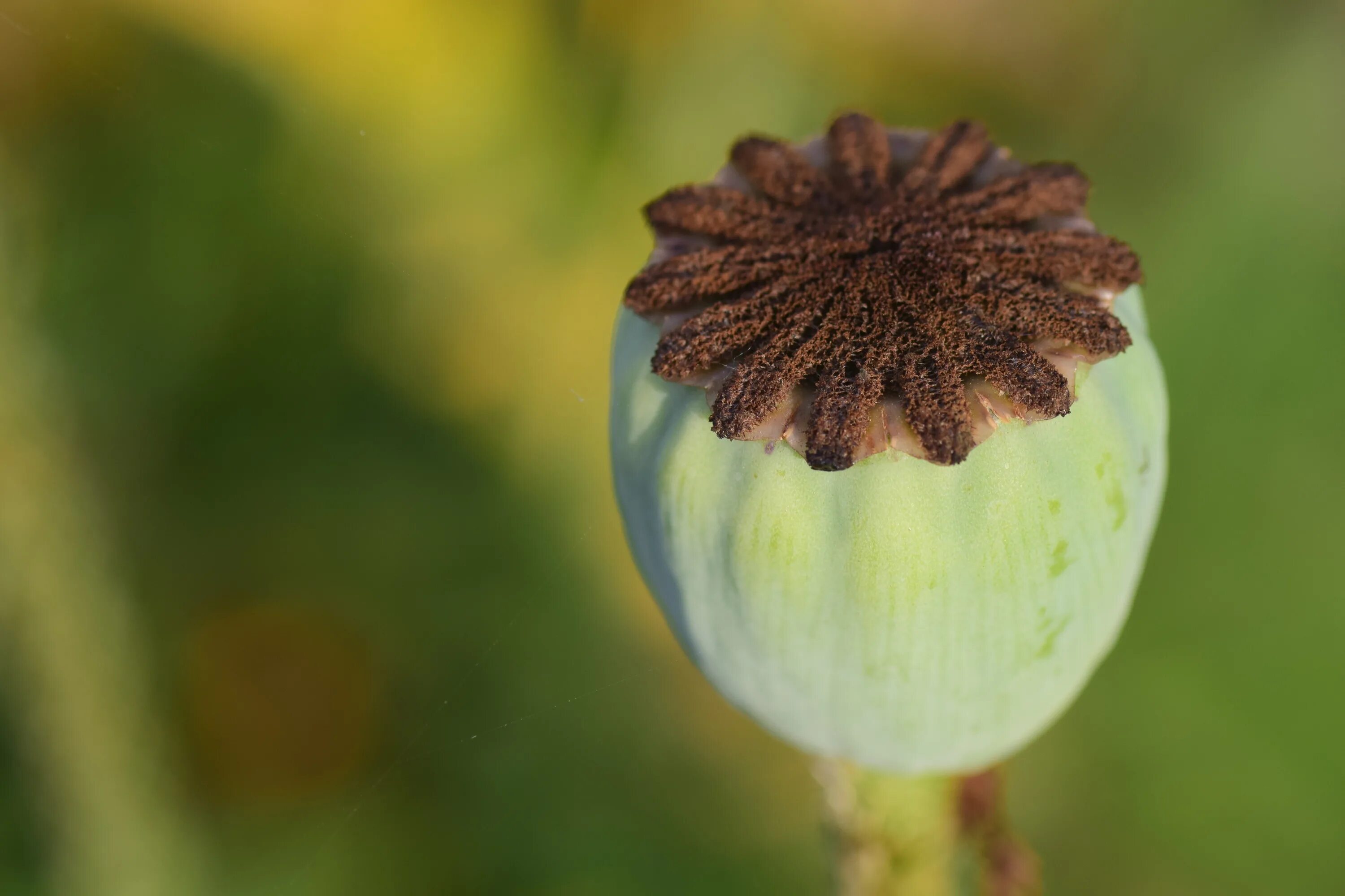 Мак коробочка с семенами фото Poppy Capsule Klatschmohn free image download