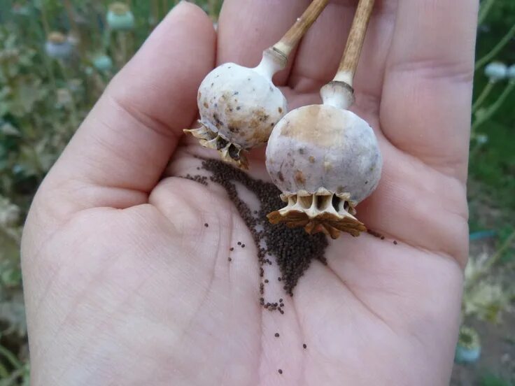 Мак коробочка с семенами фото Harvesting Poppy Seeds (papaveraceae) Poppies, Harvest, Seeds