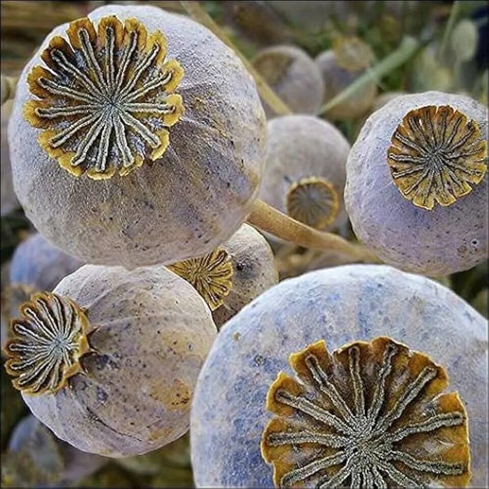 Мак коробочка с семенами фото Amazon.com: Unwashed Poppy Seeds Bulk