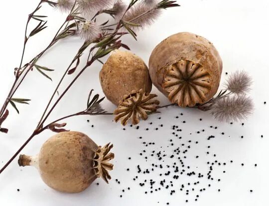 Мак коробочка с семенами фото ArtPropelled Poppy seed pods, Poppy seeds, Poppies