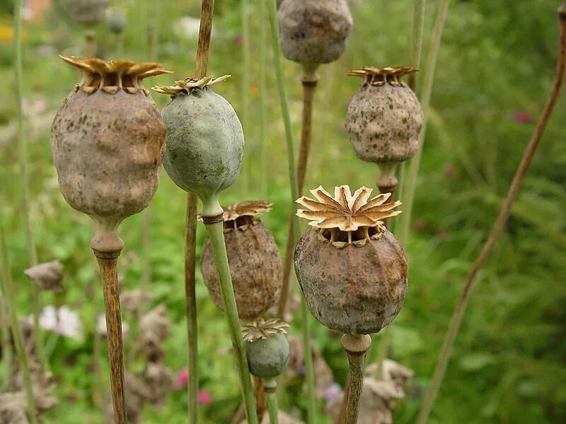 Мак коробочка с семенами фото Papaver somniferum - Image of an specimen - Plantarium