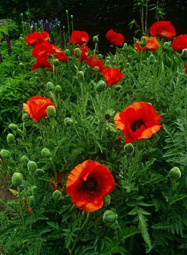Мак садовый декоративный фото Pin on Gelincik çiçeğim ♥ Poppy garden, Beautiful flowers, Flower garden