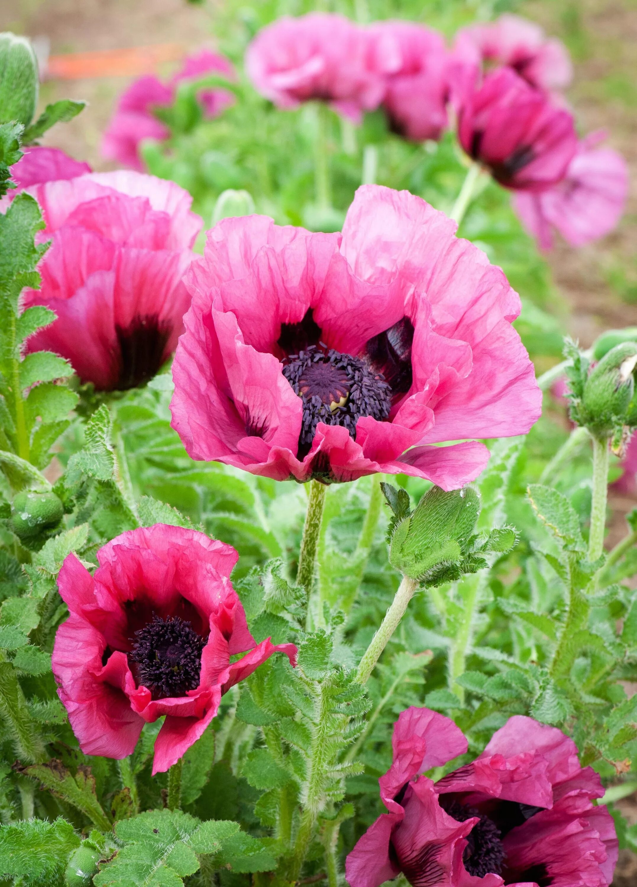 Мак садовый декоративный фото Pin on Pretty, Pretty POPPIES!