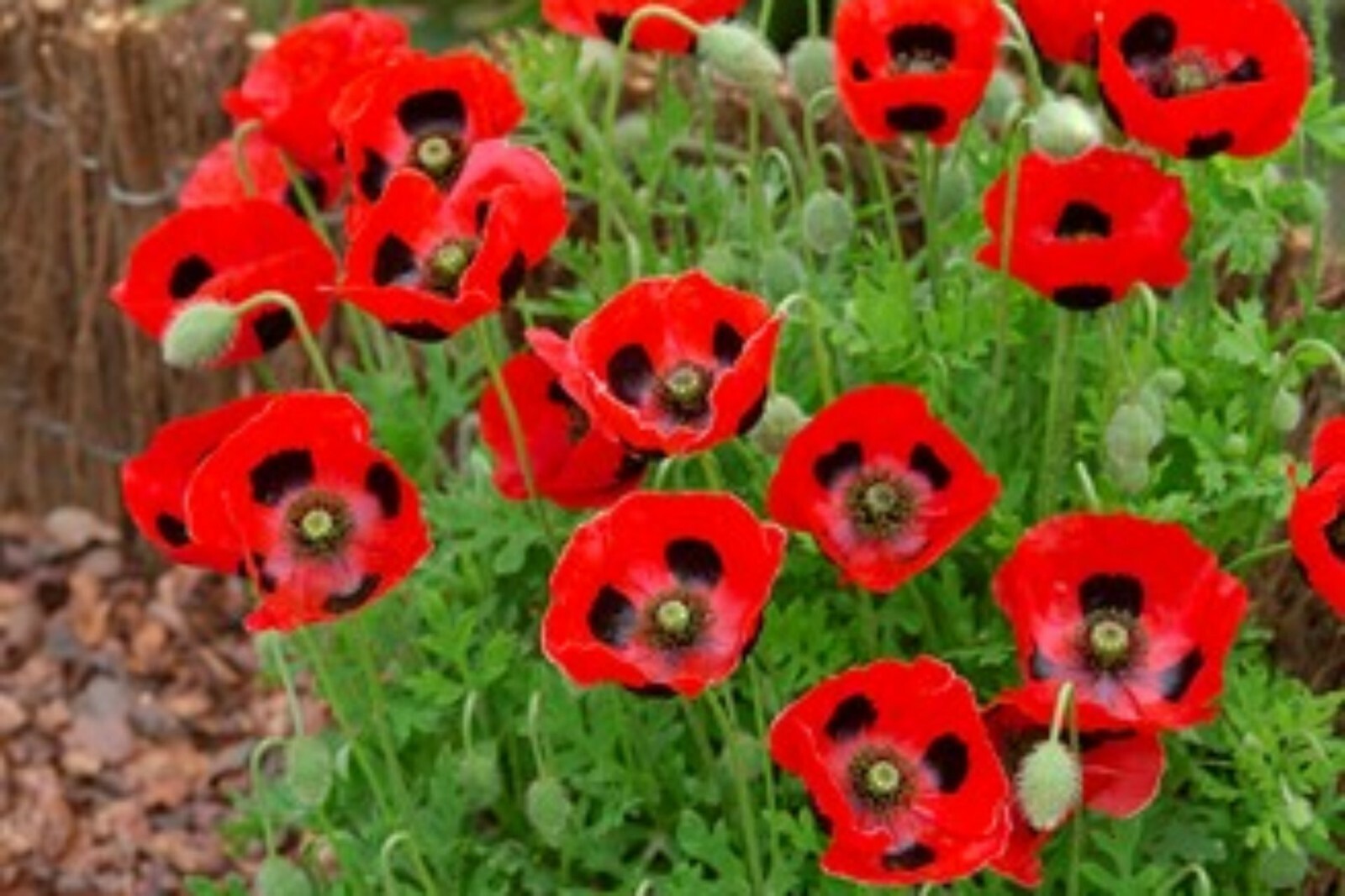 Мак садовый декоративный фото ORGANIC FLOWER SEEDS EASY TO GROW IN GARDEN PATIO OR CONSERVATORY - 87 VARIETIES