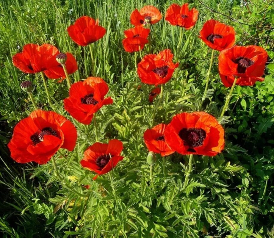 Мак садовый декоративный фото Мак восточный "Papaver orientale" купить по цене 600 рублей от питомника саженце